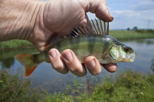 Can Perch Live In A Pond? Building A Perch Pond