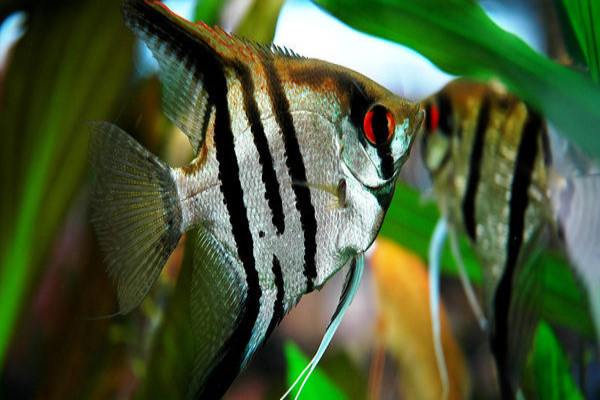 Koi Angelfish – Not Actually A Koi Specie