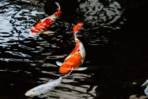 Koi Fish Fins and Tails - Full Anatomy, Diseases & Treatment