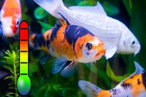 Koi Fish Water Temperature - Maintaining an Ideal Habitat