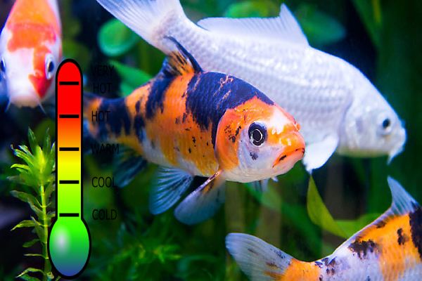 Koi Fish Water Temperature – Maintaining an Ideal Habitat
