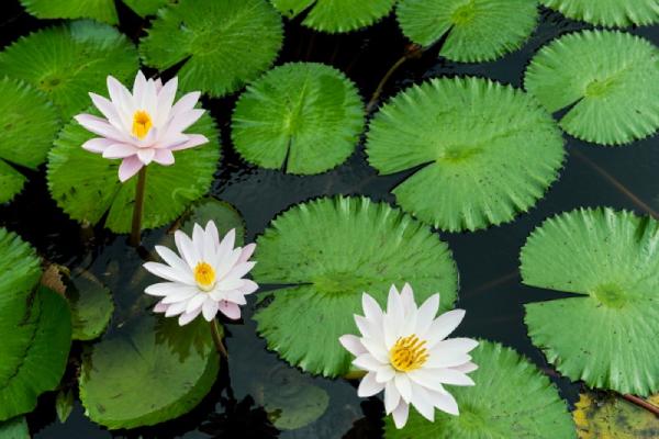 Koi Pond Plants: 10 Plants to Add to Your Koi Pond