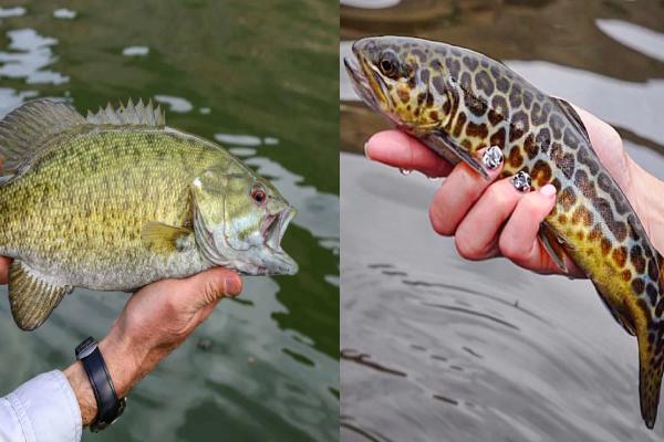 Trout vs. Bass Fishing: Which One Is The Best?