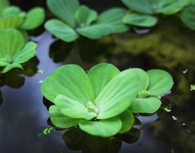 Koi Pond Plants: 10 Plants to Add to Your Koi Pond | PondMemo