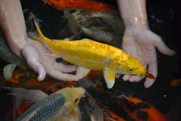 Yellow Koi Fish: Everything You Need To Know