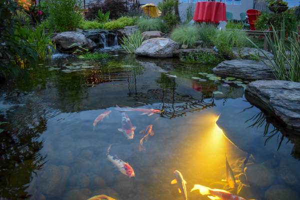 Do Fish Get Bothered by Pond Lights? [Pond Lighting]