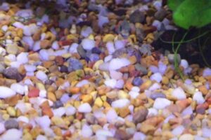 6 Cheapest Substrates for a Planted Aquarium
