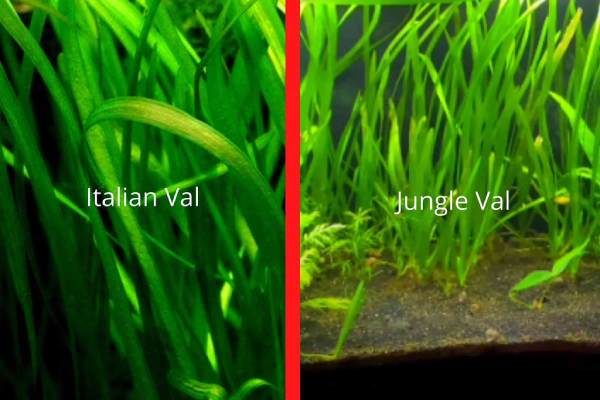Jungle val vs Italian val, What should you prefer?